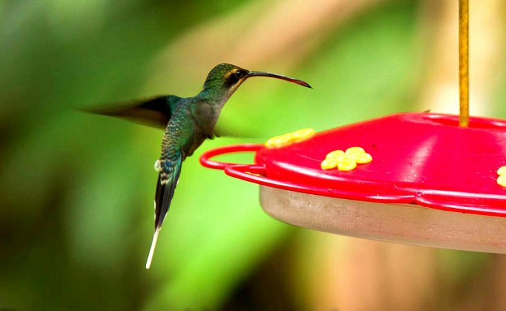 Photo (3): Green Hermit