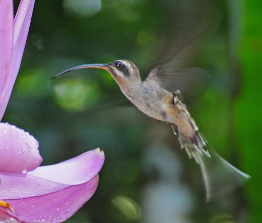 Photo (5): Long-billed Hermit