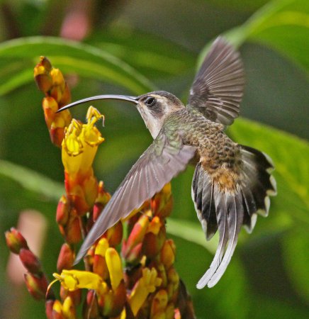 Photo (2): Long-billed Hermit