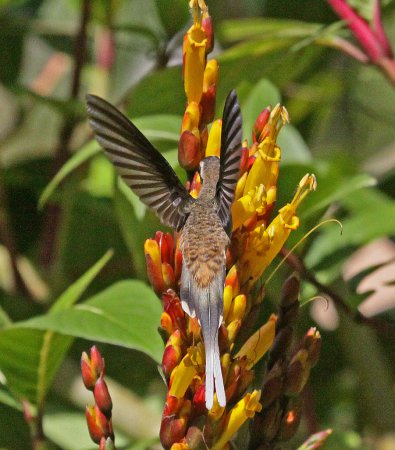 Photo (3): Long-billed Hermit