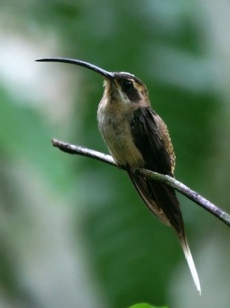 Photo (1): Long-billed Hermit