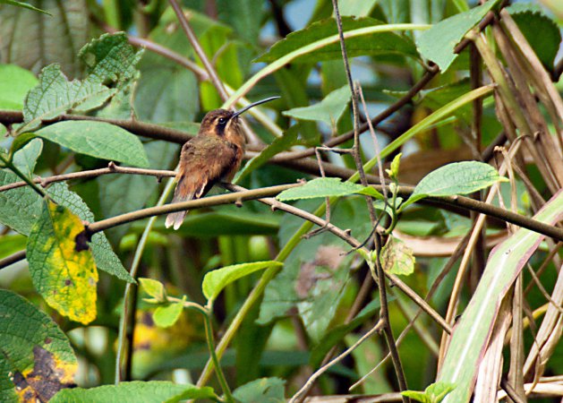 Photo (2): Stripe-throated Hermit