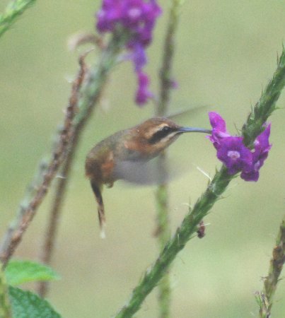 Photo (7): Stripe-throated Hermit