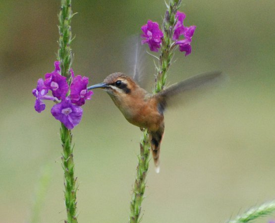 Photo (4): Stripe-throated Hermit