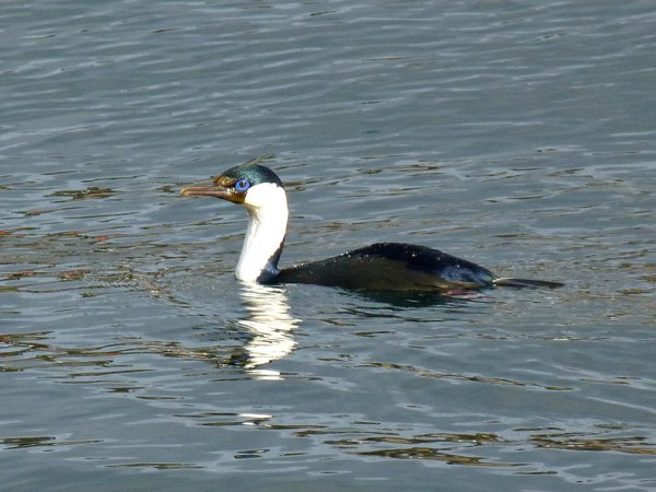 Photo (4): Imperial Cormorant