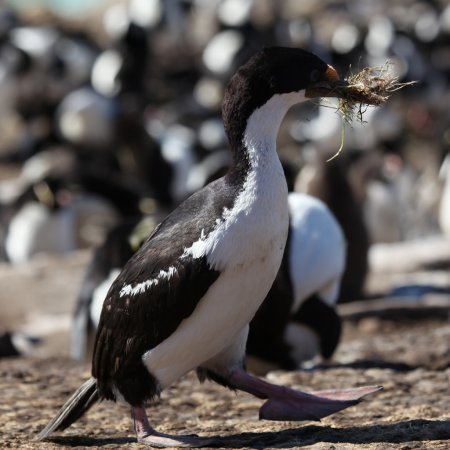 Photo (8): Imperial Cormorant
