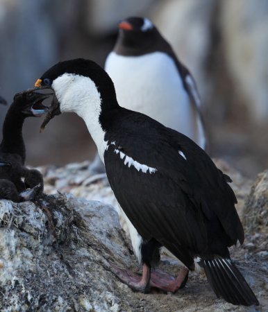 Photo (16): Imperial Cormorant
