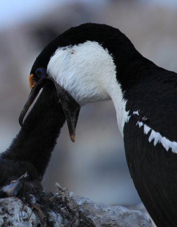 Photo (12): Imperial Cormorant