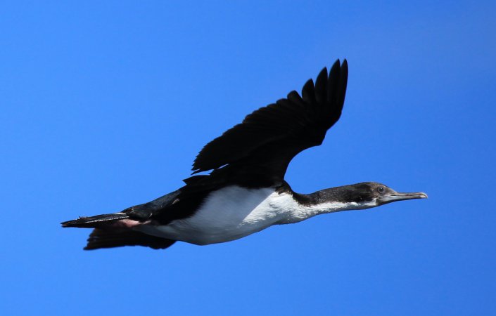 Photo (2): Imperial Cormorant