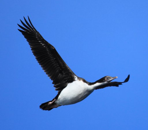 Photo (3): Imperial Cormorant