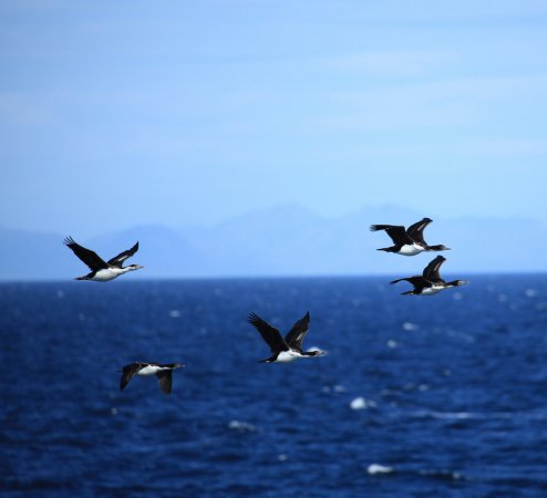 Photo (9): Imperial Cormorant