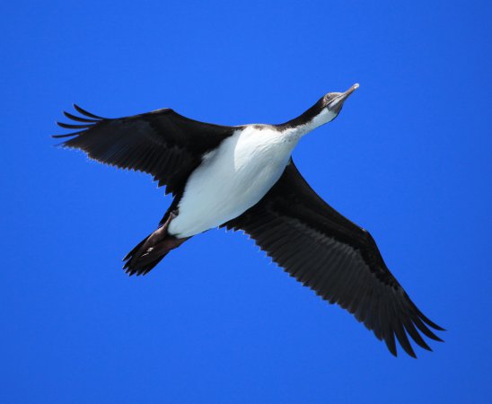 Photo (5): Imperial Cormorant