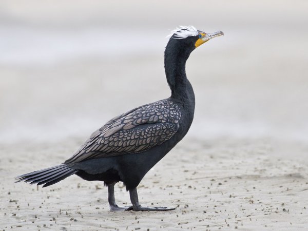 Photo (1): Double-crested Cormorant