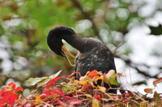 Photo (11): Double-crested Cormorant