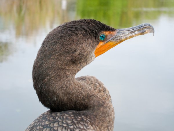 Photo (16): Double-crested Cormorant