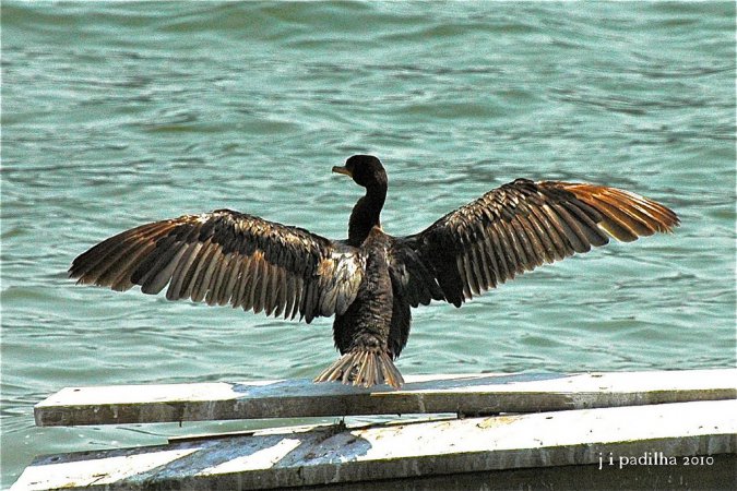 Photo (3): Neotropic Cormorant