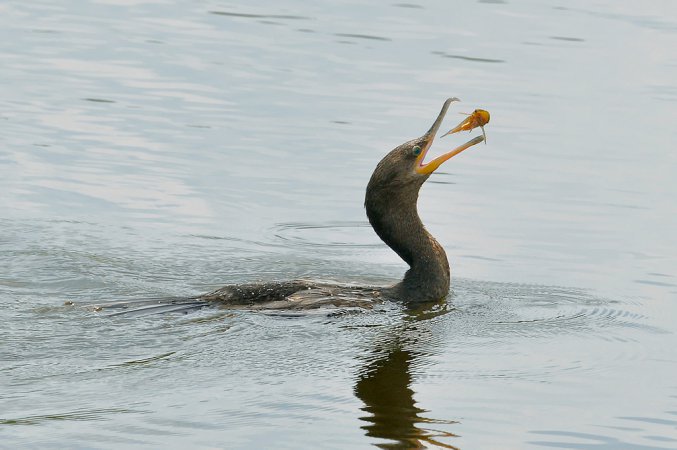 Photo (20): Neotropic Cormorant