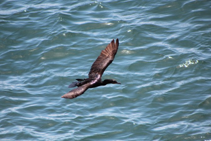 Photo (12): Neotropic Cormorant