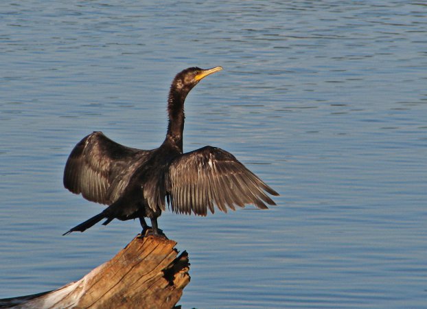 Photo (18): Neotropic Cormorant