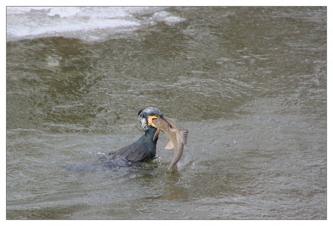 Photo (4): Great Cormorant