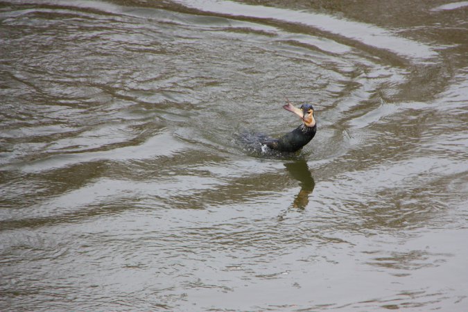 Photo (5): Great Cormorant