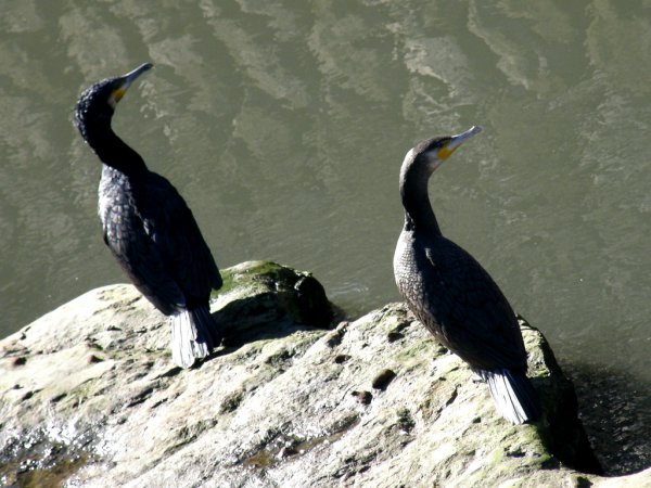 Photo (9): Great Cormorant