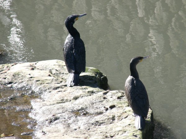 Photo (7): Great Cormorant