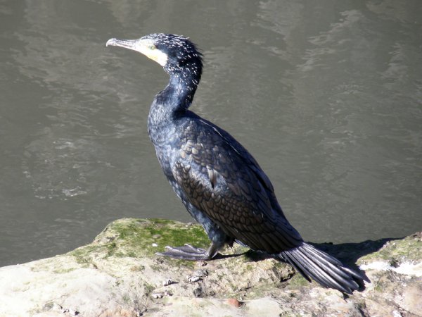 Photo (6): Great Cormorant