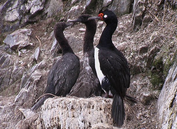 Photo (6): Magellanic Cormorant