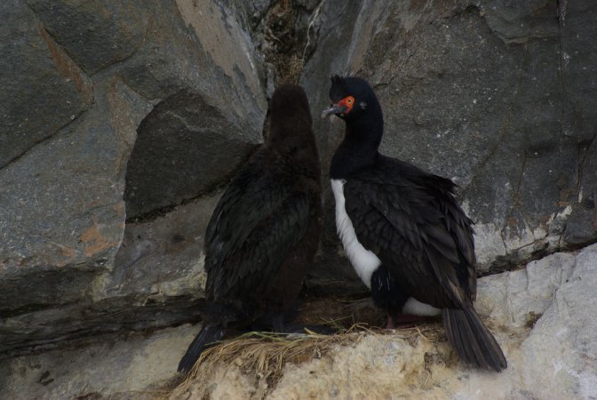 Photo (8): Magellanic Cormorant