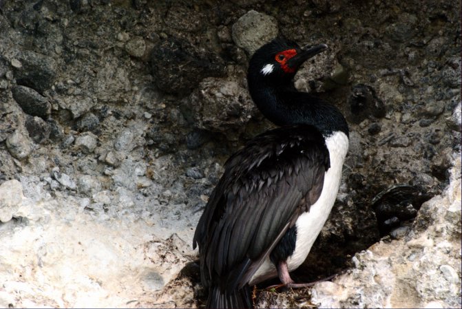 Photo (5): Magellanic Cormorant
