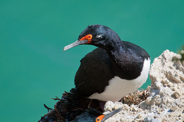 Photo (1): Magellanic Cormorant