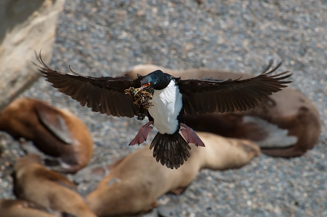 Photo (2): Magellanic Cormorant