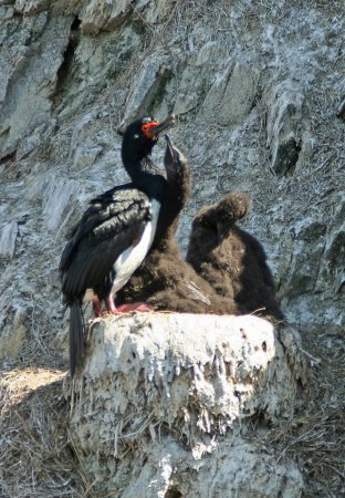 Photo (4): Magellanic Cormorant