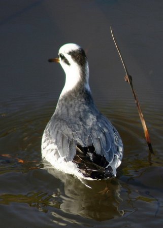 Photo (15): Red Phalarope