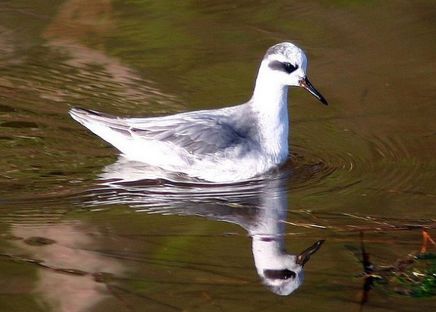 Photo (22): Red Phalarope
