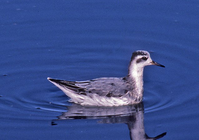 Photo (18): Red Phalarope