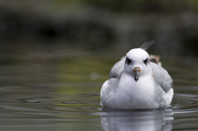 Photo (8): Red Phalarope