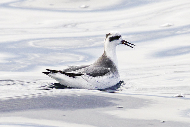 Photo (10): Red Phalarope