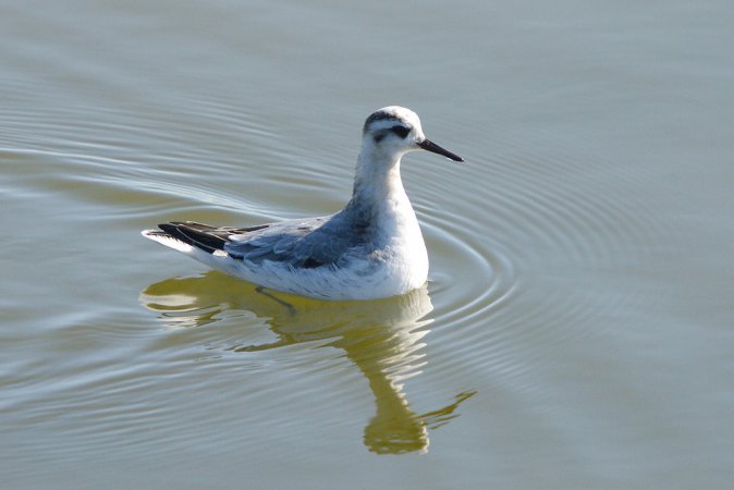 Photo (11): Red Phalarope