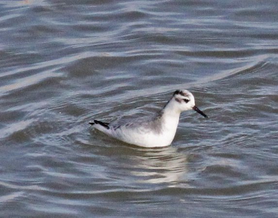 Photo (17): Red Phalarope