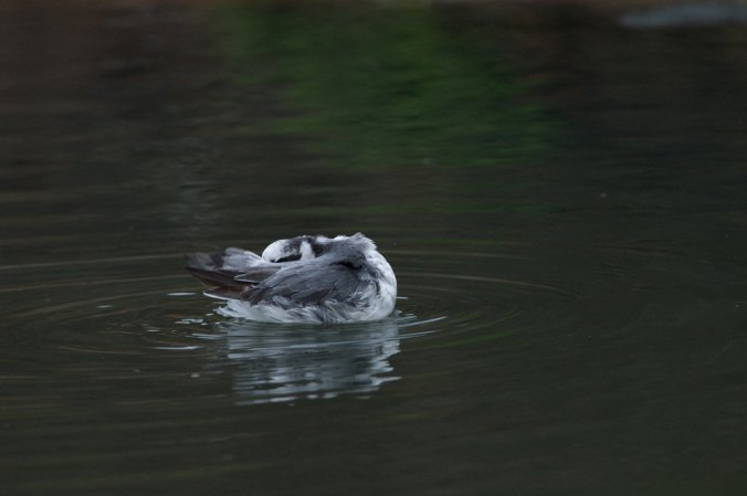Photo (21): Red Phalarope