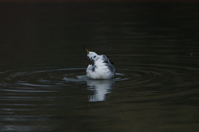 Photo (16): Red Phalarope