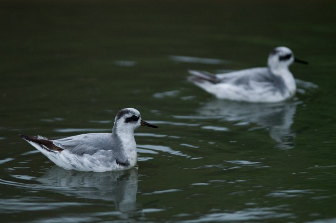 Photo (24): Red Phalarope