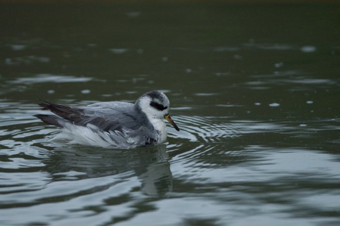 Photo (20): Red Phalarope