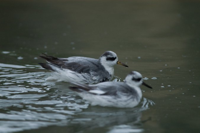 Photo (9): Red Phalarope