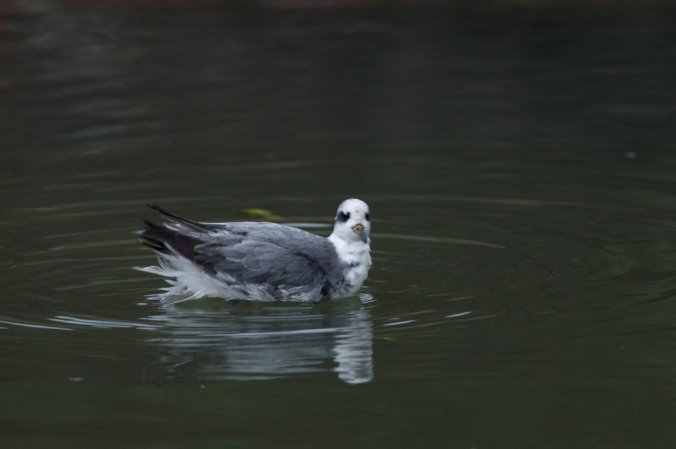 Photo (19): Red Phalarope