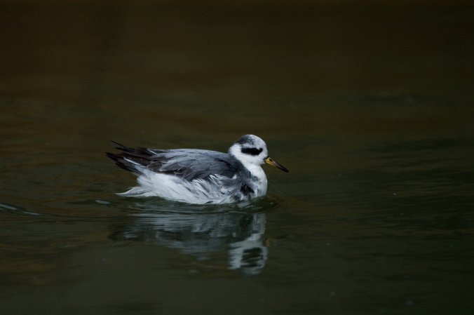 Photo (14): Red Phalarope