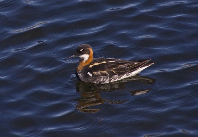 Photo (5): Red-necked Phalarope