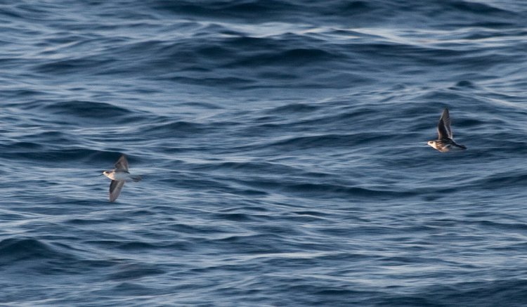 Photo (18): Red-necked Phalarope